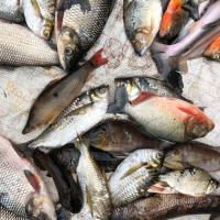 Fish catch diversity from the Amazon River