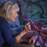 Drew Harvell shown with an octopus in an aquarium; photo by David O. Brown