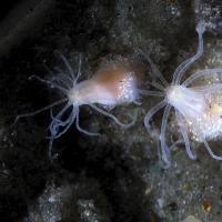 Nematostella vectensis by Leslie Babonis.