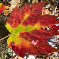 Autum leaves shown on the ground.