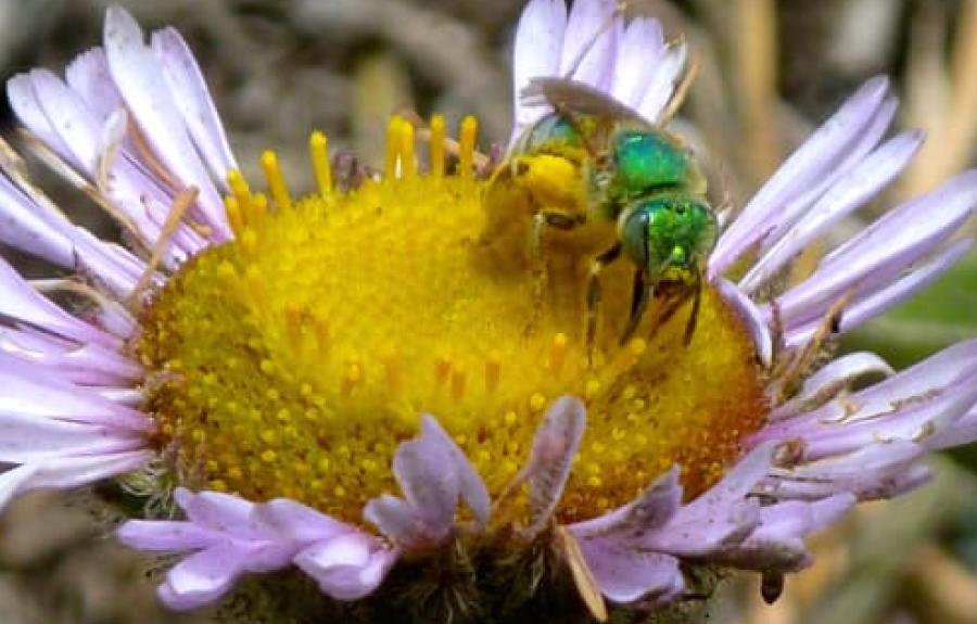 Bee on flower