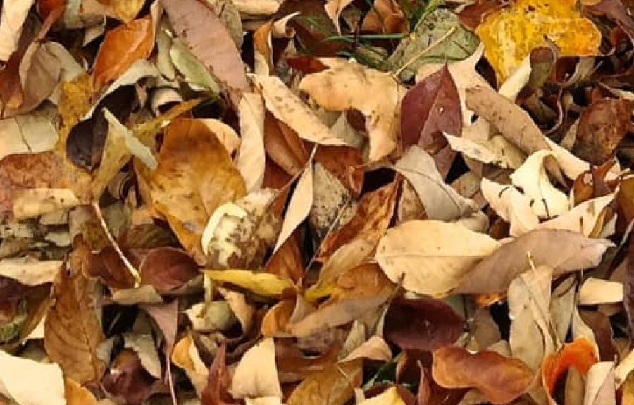 Autumn leaves