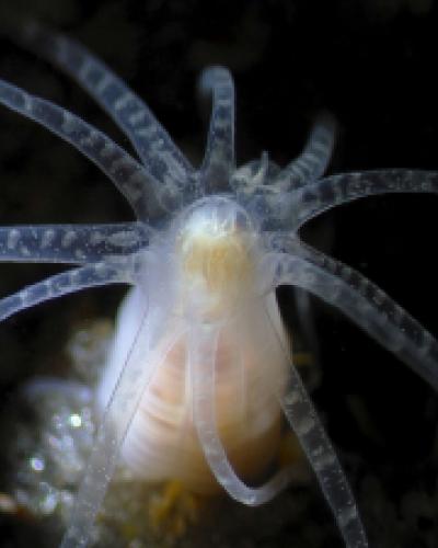 Nematostella vectensis by Leslie Babonis.