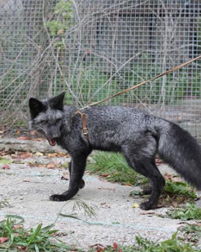 Silver Fox