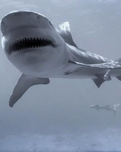 Shark in the sea